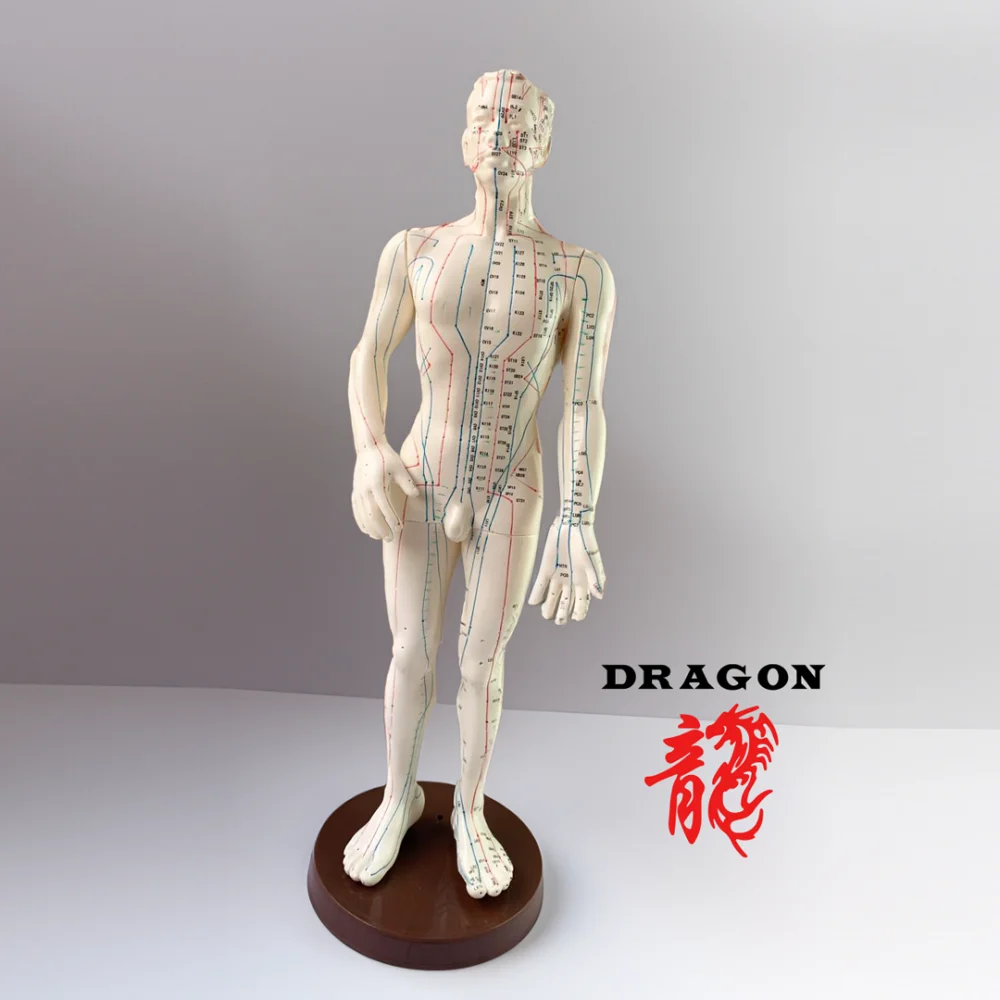 Modelo Masculino Pontos de Acupuntura 50cm
